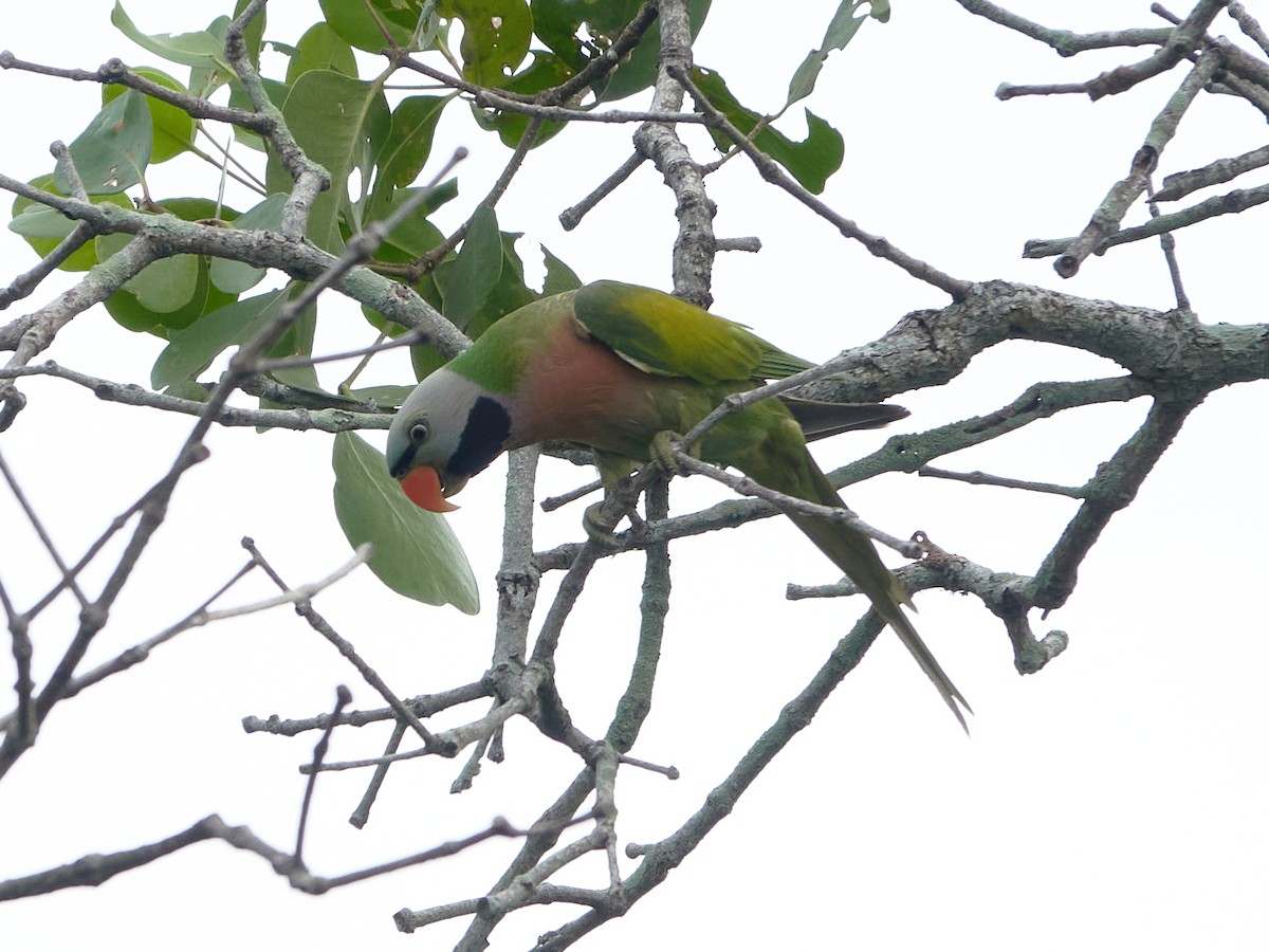 Perruche à moustaches - ML644501610