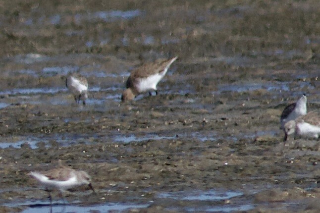 黑腹濱鷸 - ML644501614