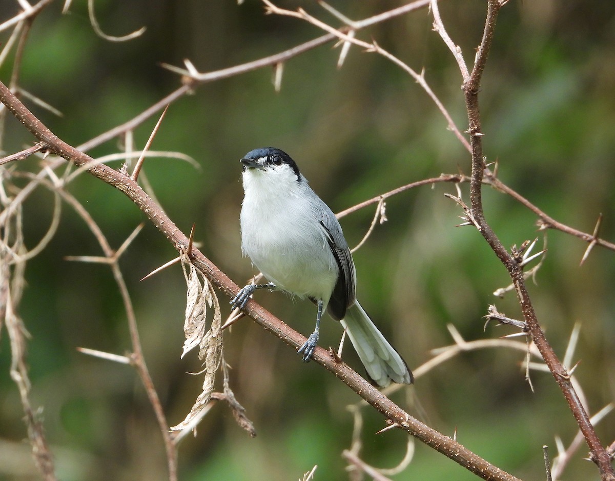 mayamyggsmett - ML644501616