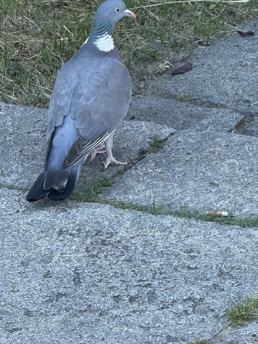 holub hřivnáč - ML644501618