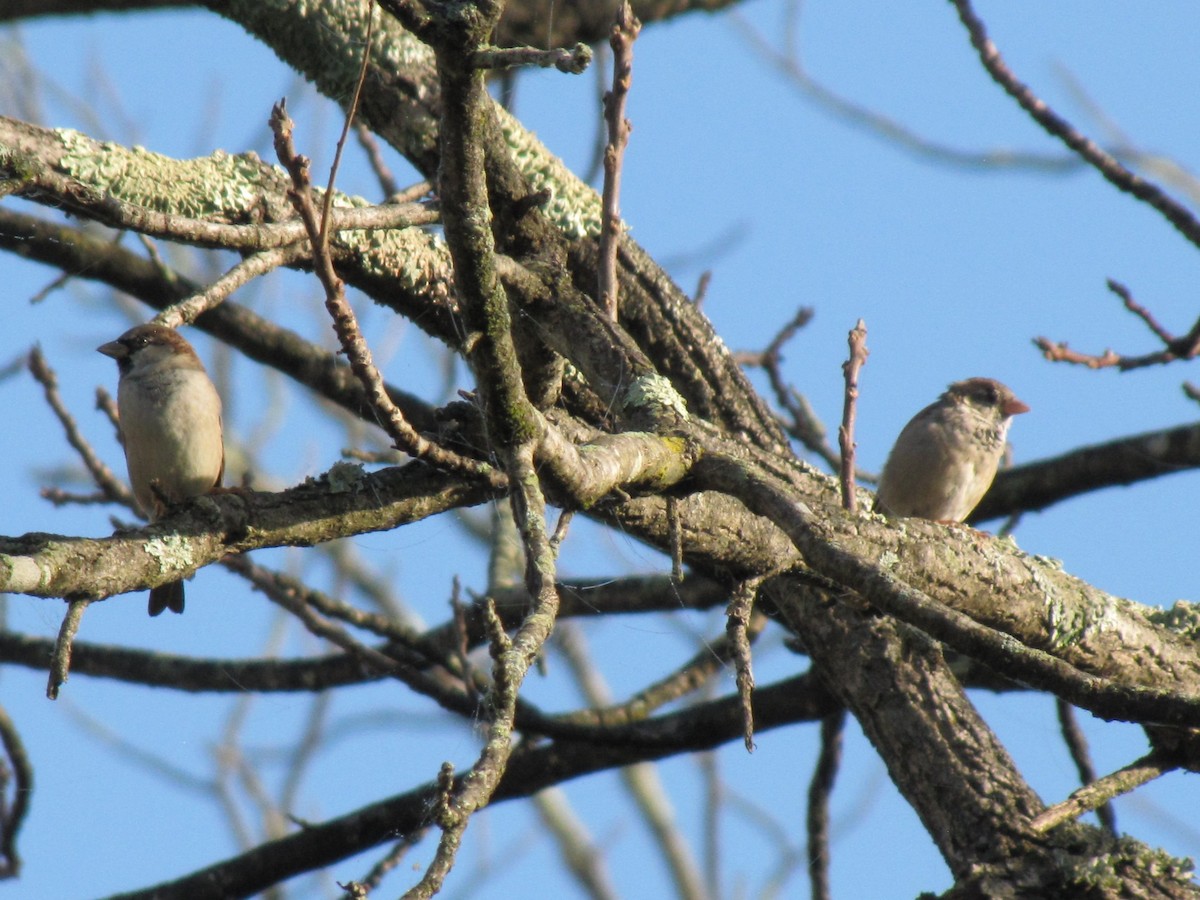 דרור הבית - ML644501621