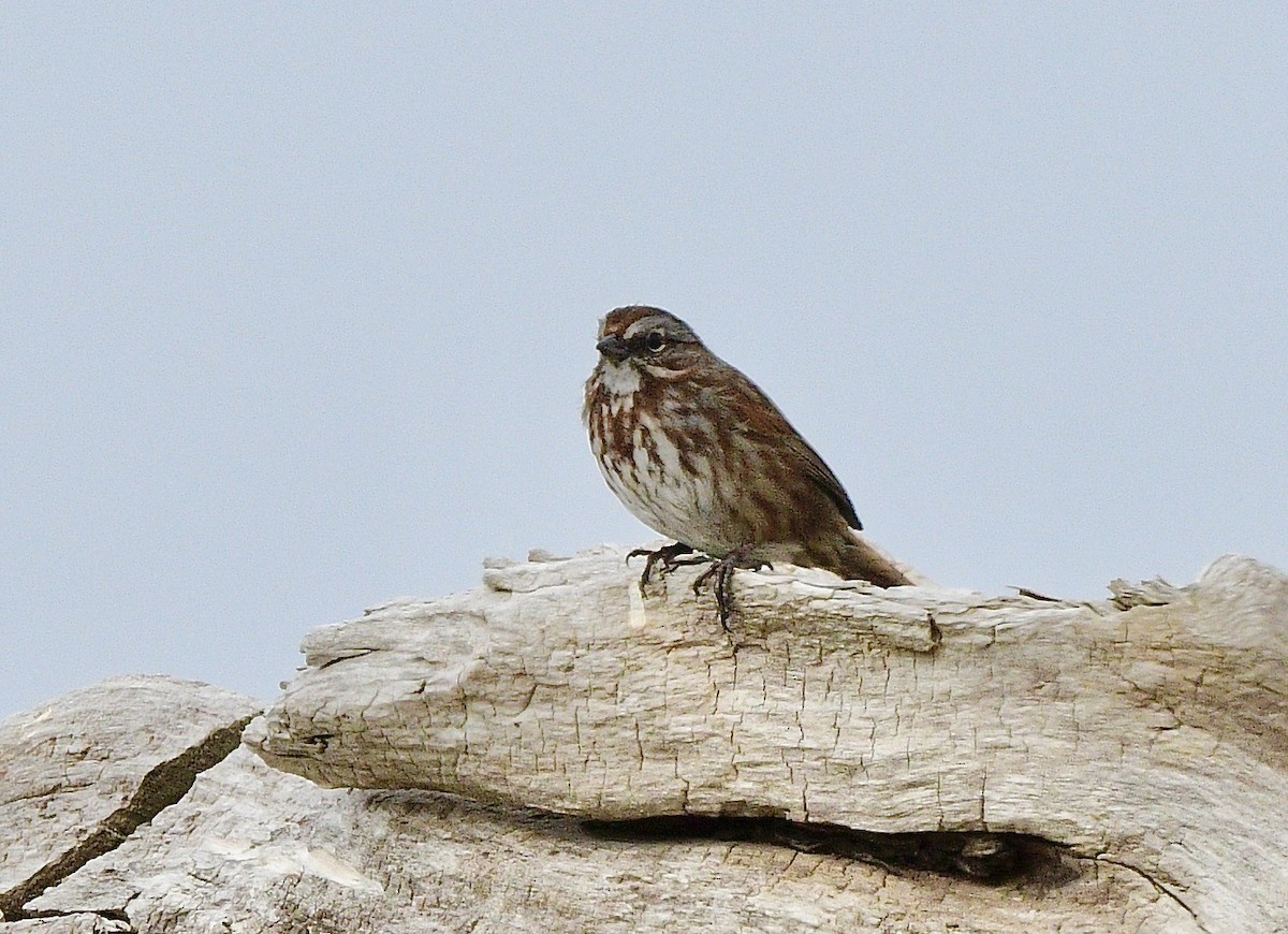 strnadec zpěvný - ML644501623