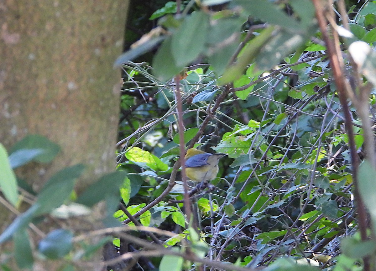 plommeparula - ML644501627