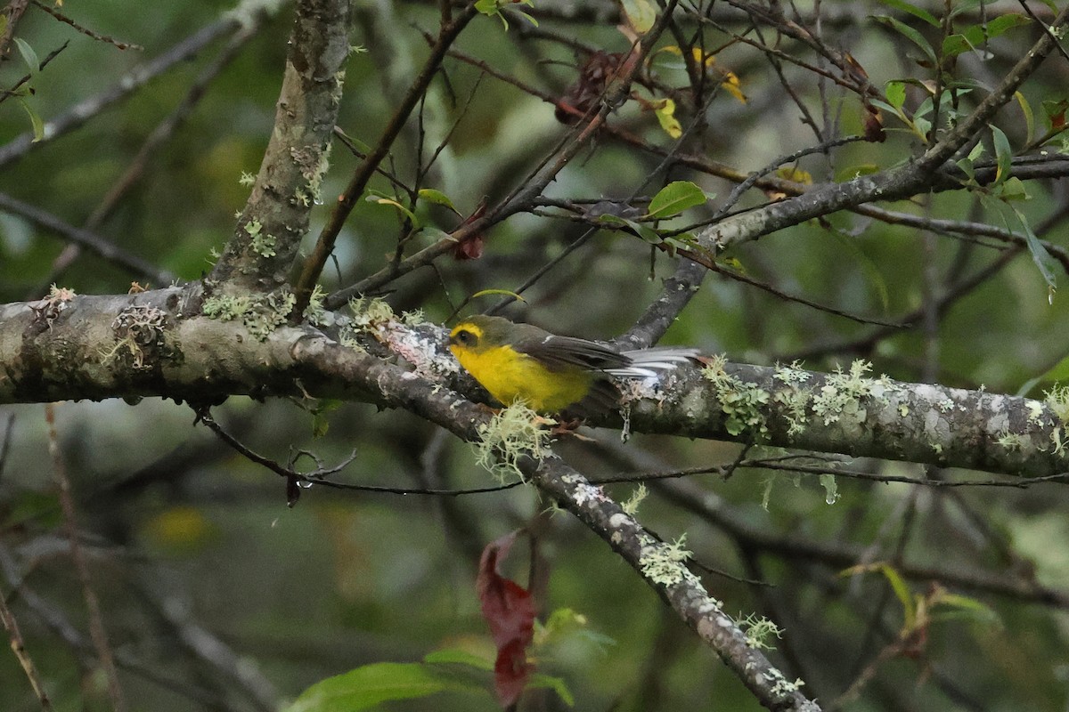 Yellow-bellied Fairy-Fantail - ML644501629