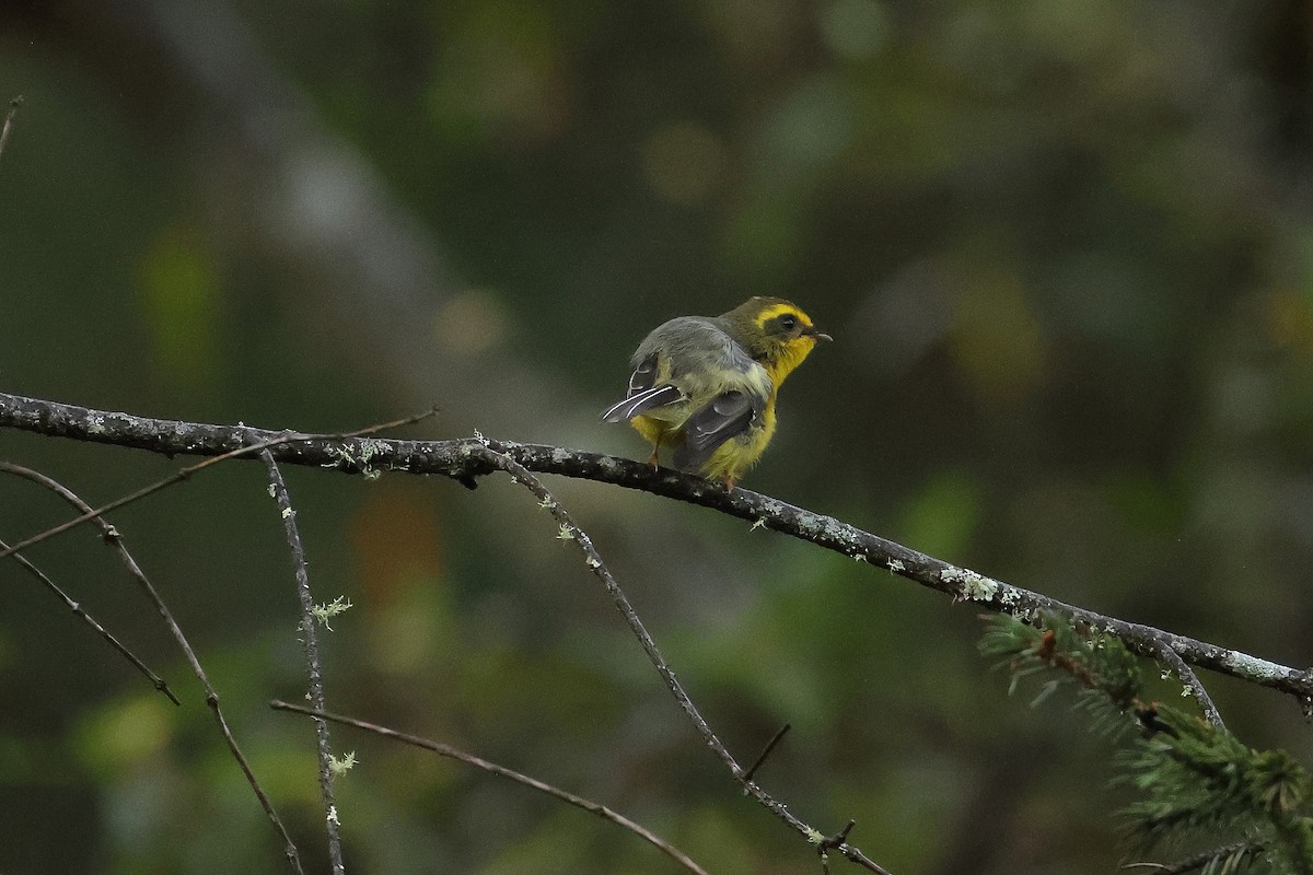 Yellow-bellied Fairy-Fantail - ML644501630