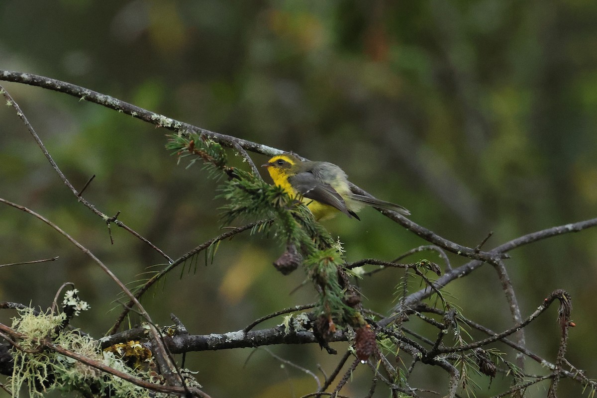 Yellow-bellied Fairy-Fantail - ML644501631