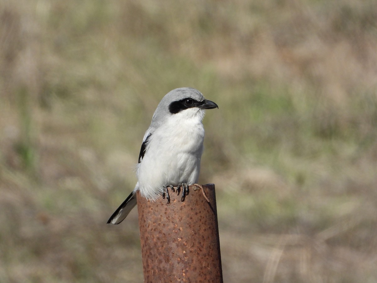 Amerika Örümcekkuşu - ML644501634