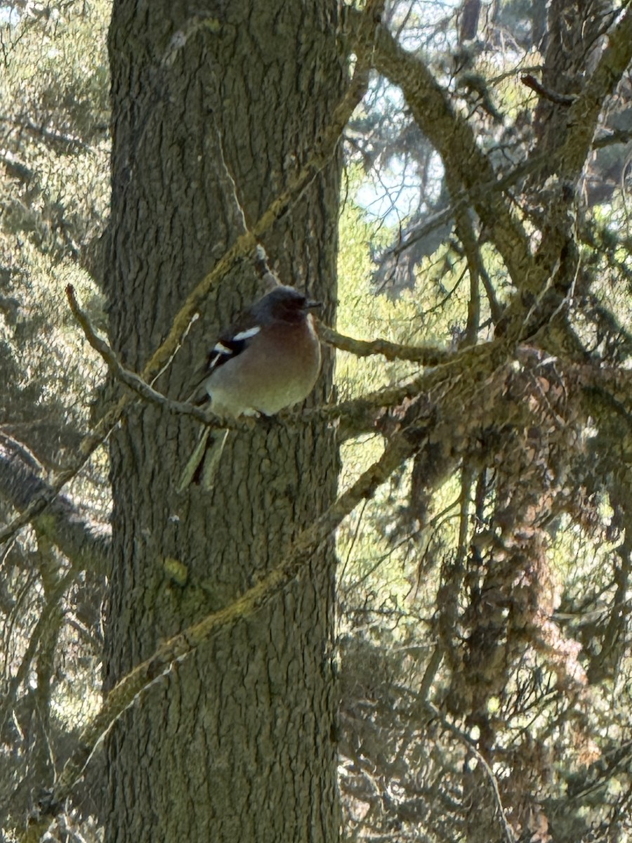 pěnkava obecná - ML644501635