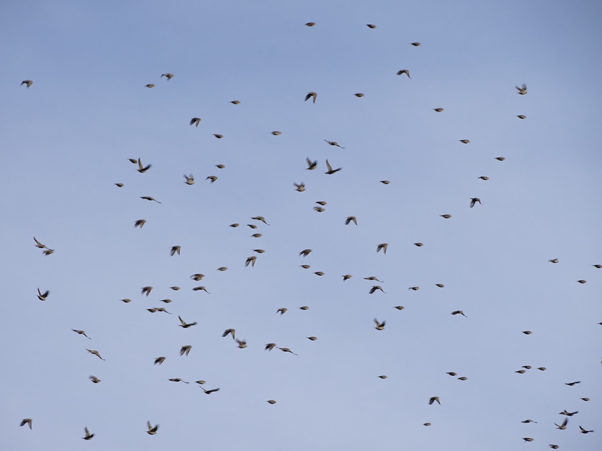 Pine Siskin - ML644501642