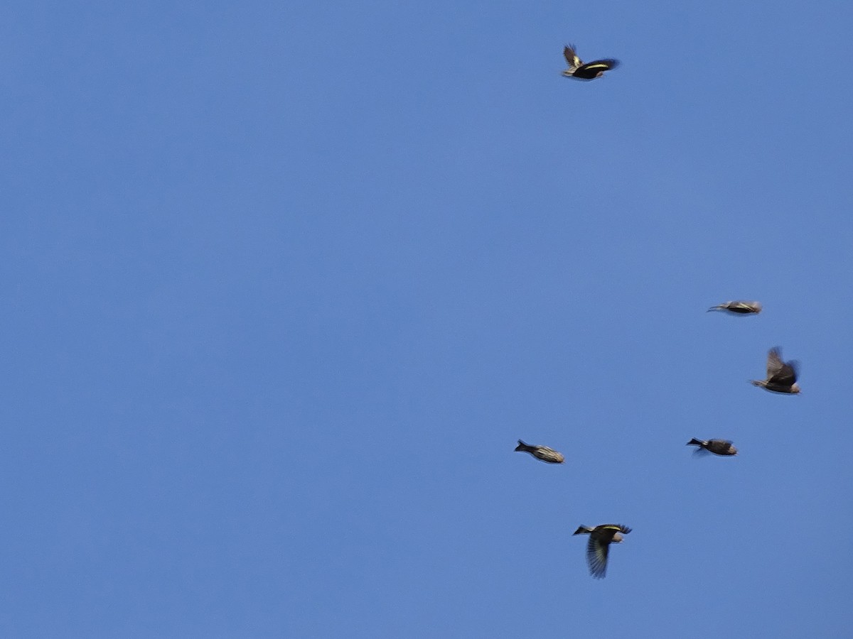 Pine Siskin - ML644501643