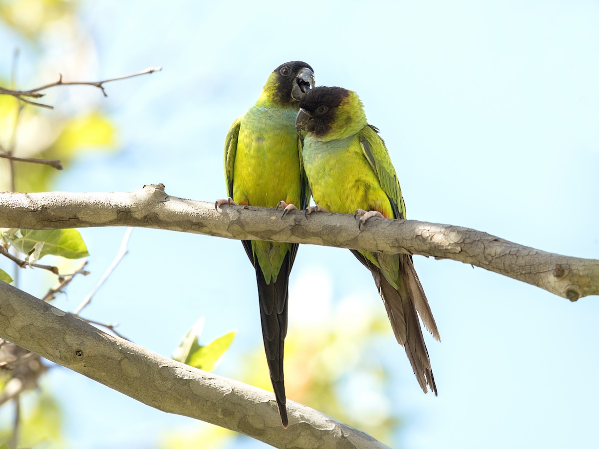 Nandai aratinga - ML644501646