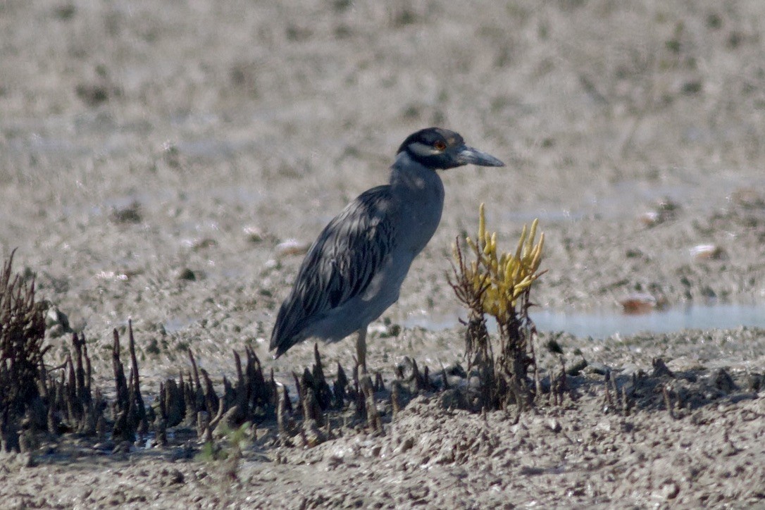 Yellow-crowned Night Heron - ML644501647