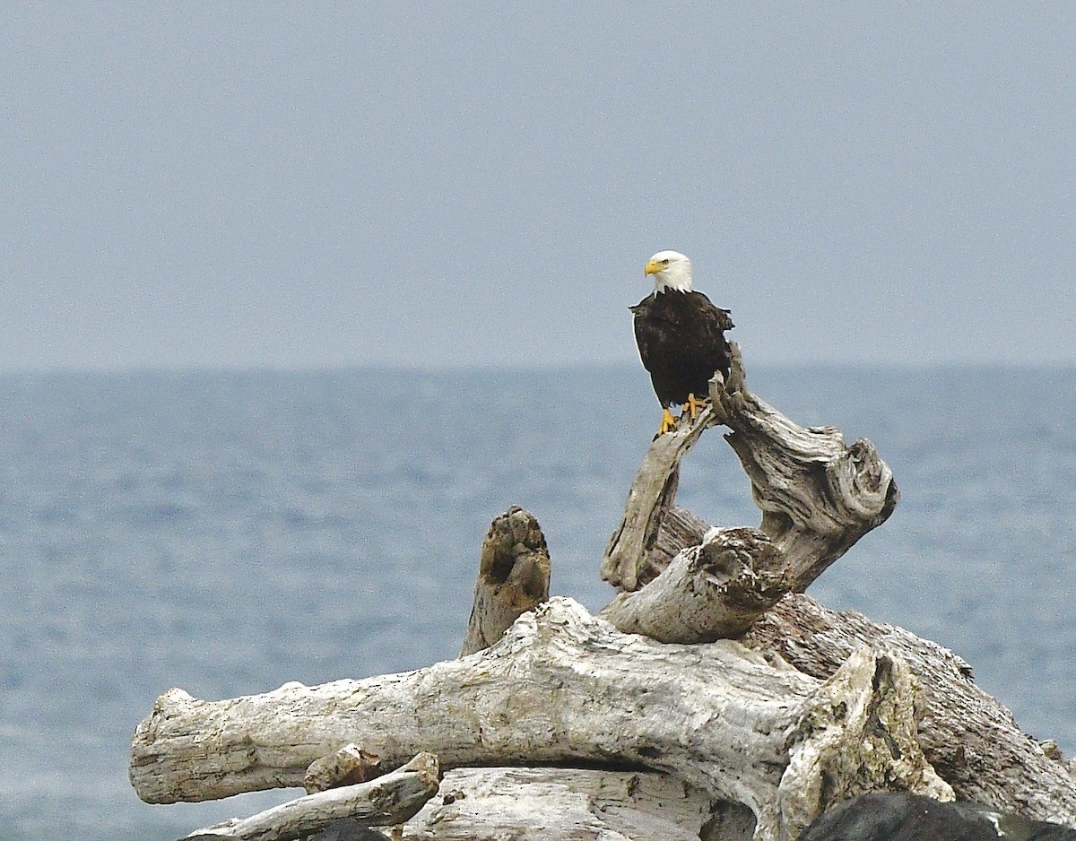 orel bělohlavý - ML644501651