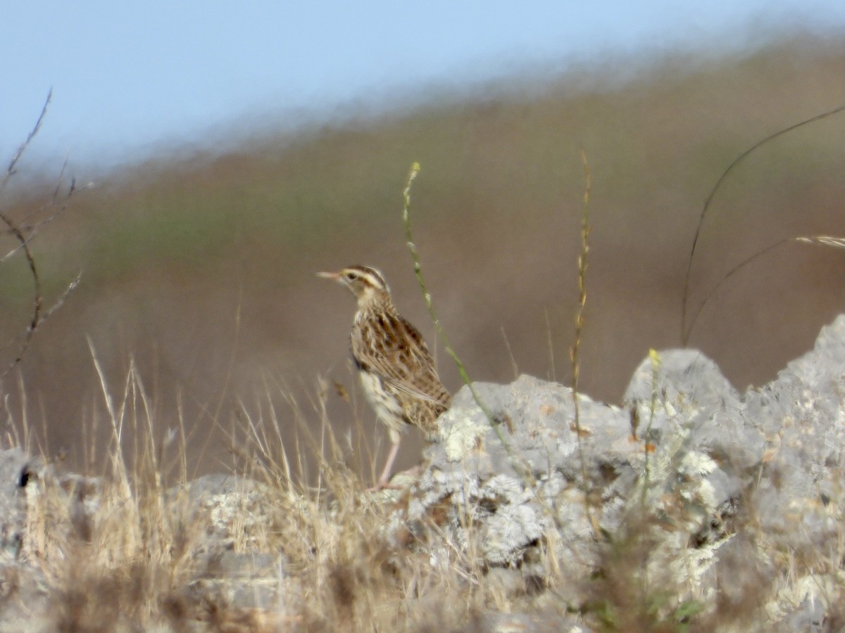 Batılı Tarlasığırcığı - ML644501653