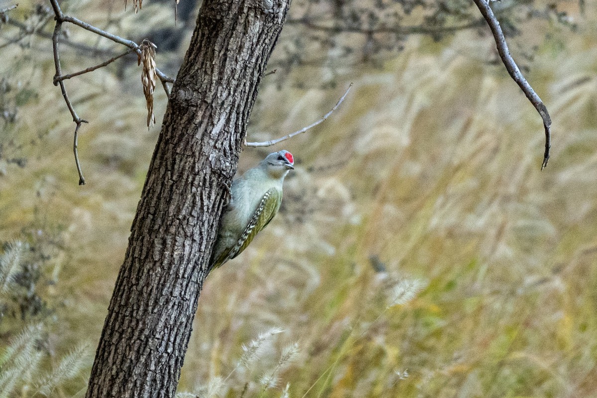 Pic cendré - ML644501663