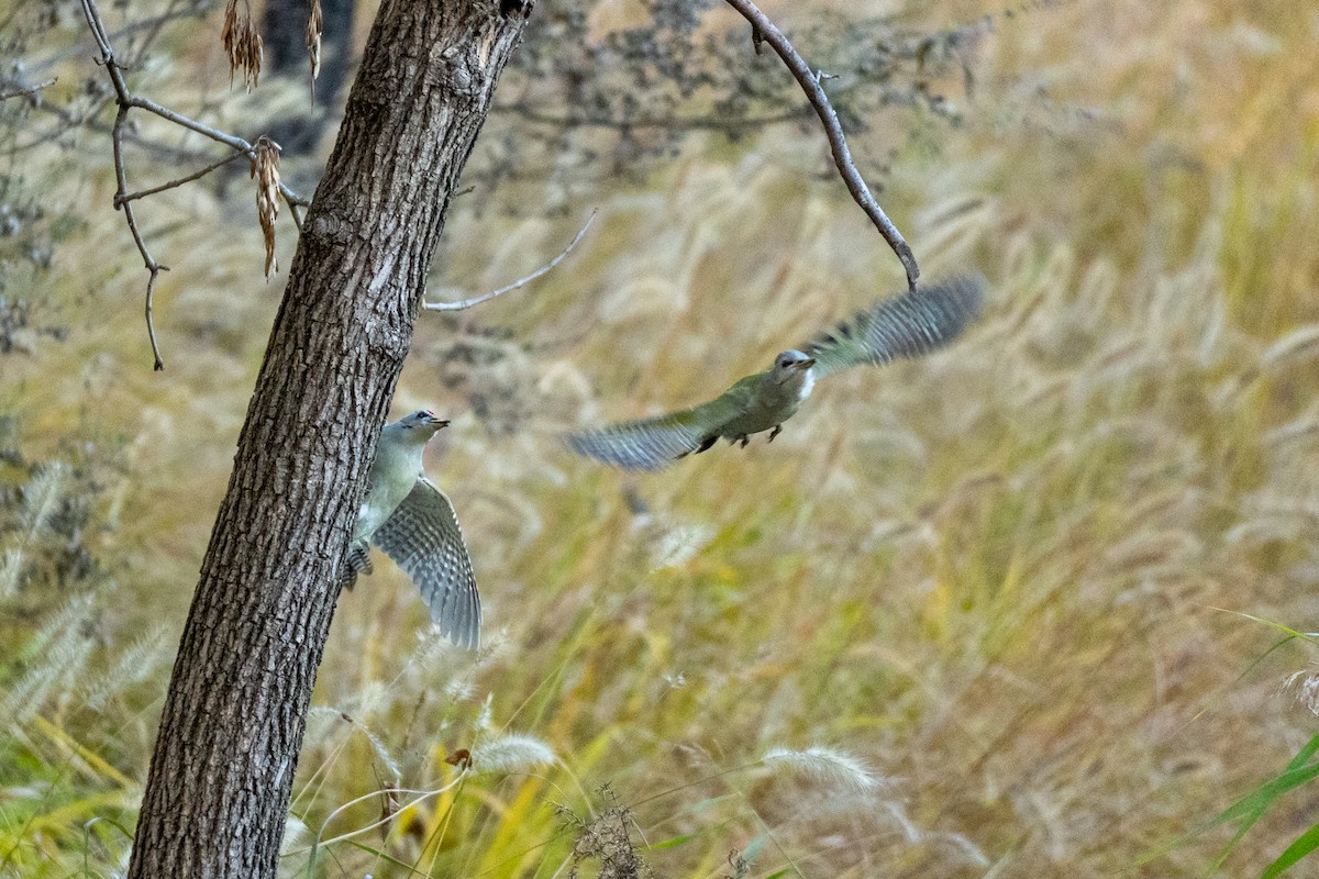 Pic cendré - ML644501664