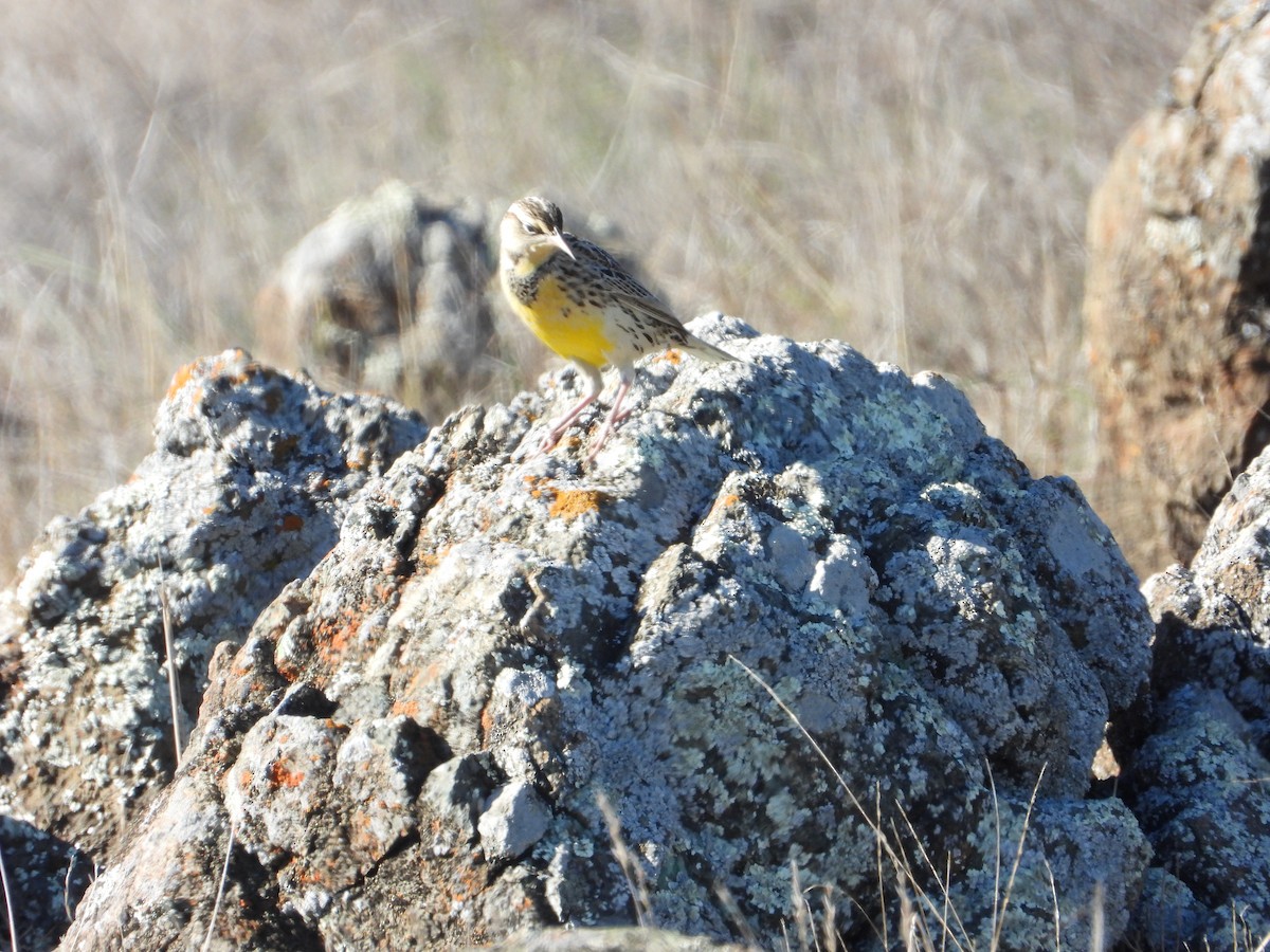 Batılı Tarlasığırcığı - ML644501666