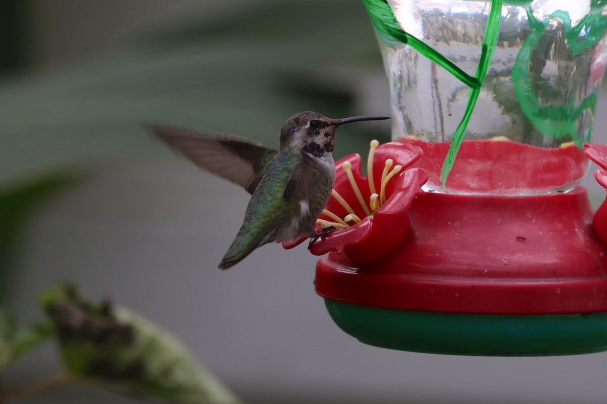 Colibri de Costa - ML644501670