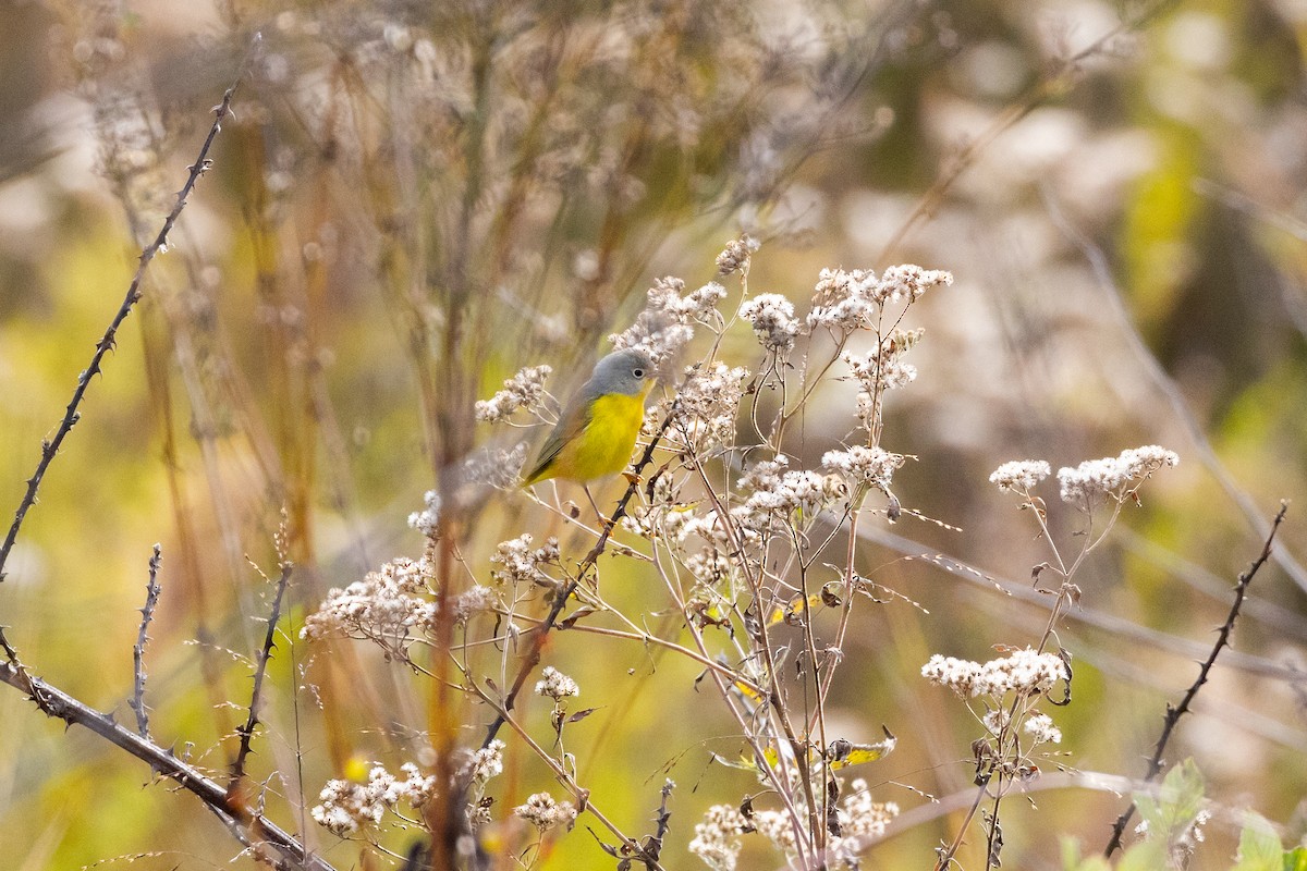 ズアカアメリカムシクイ - ML644501672