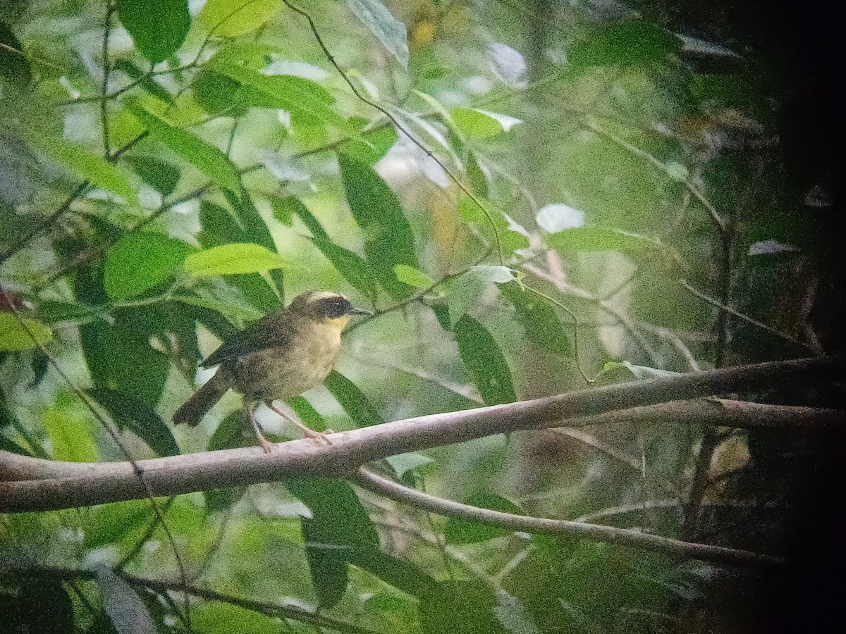 Yellow-throated Scrubwren - ML644501674