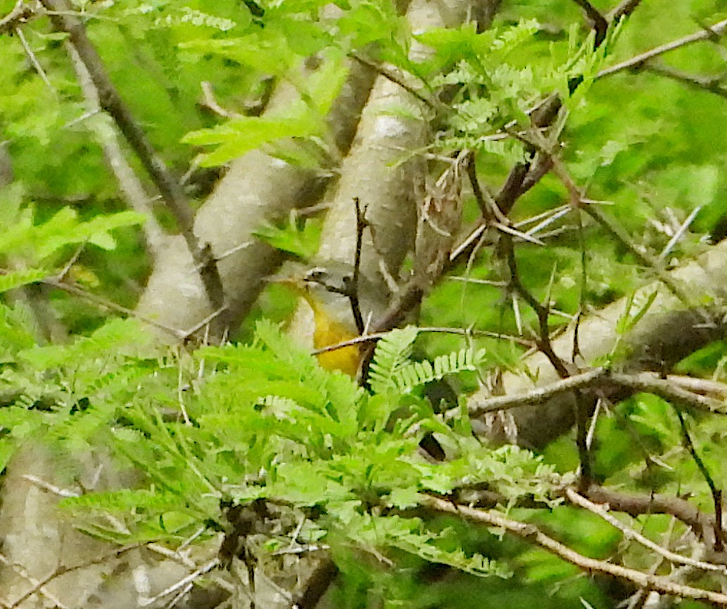 stryparula - ML644501682