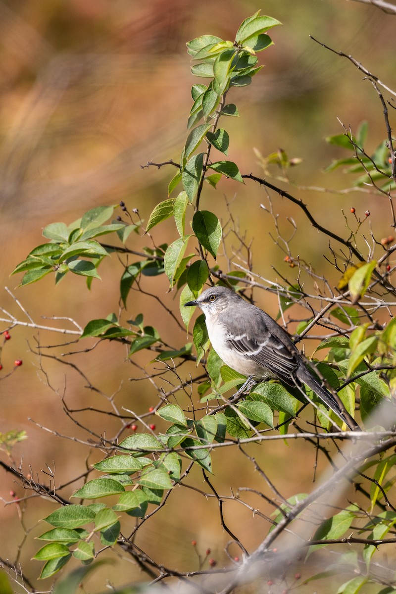 マネシツグミ - ML644501687