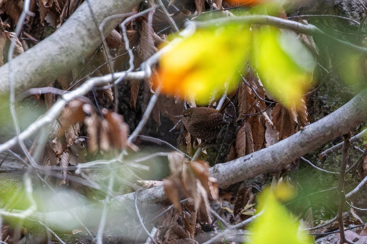 フユミソサザイ - ML644501688