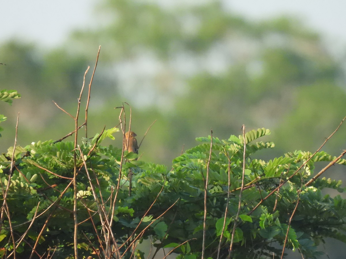 Morelet Tohumculu - ML644501689