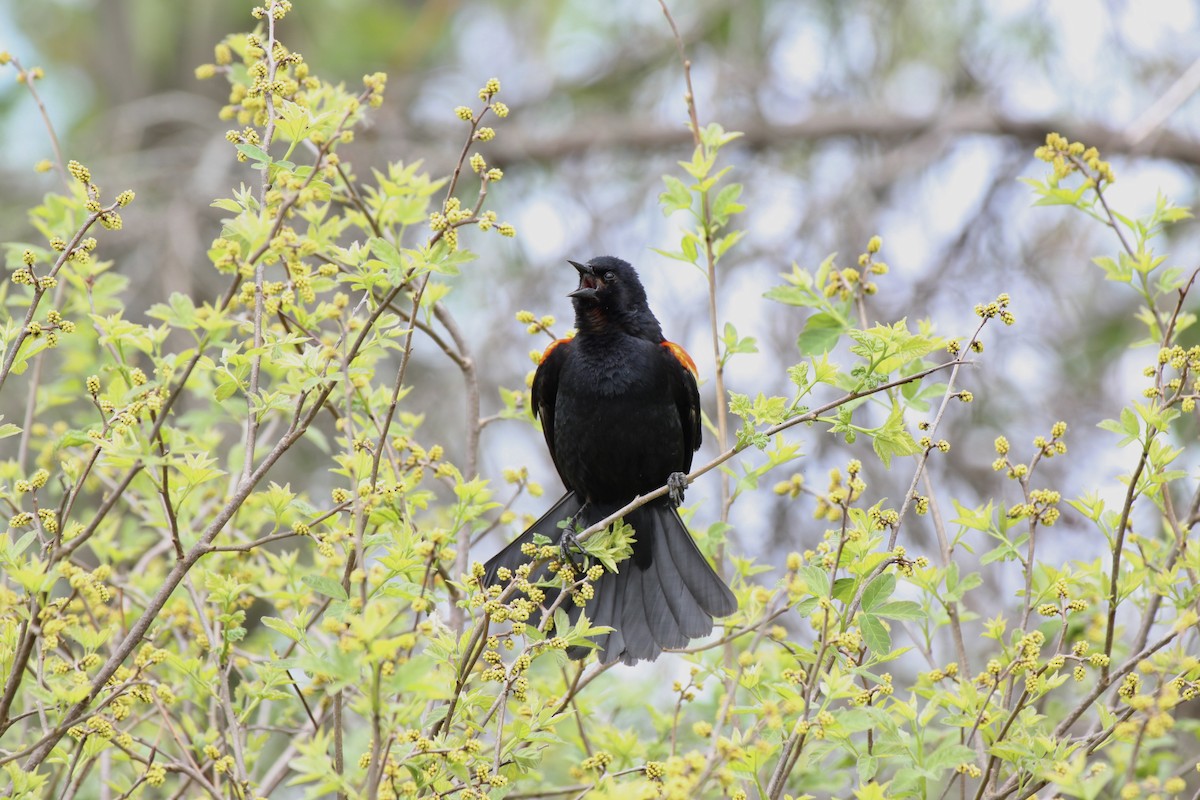 vlhovec červenokřídlý - ML644501691