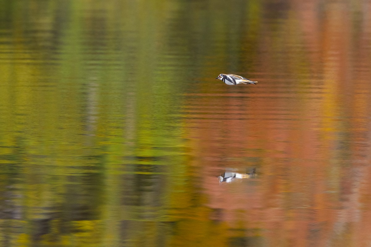 フタオビチドリ - ML644501692