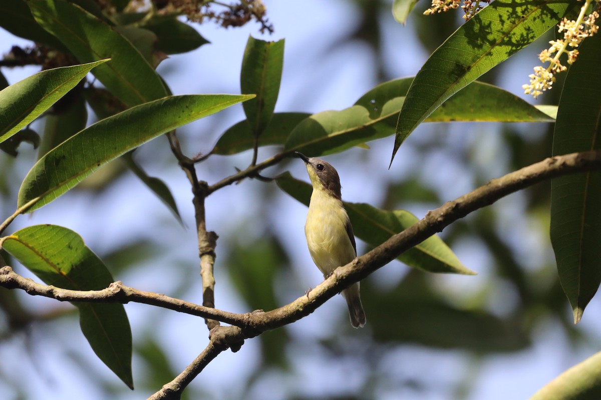 マレーシアセンニョムシクイ - ML644501696