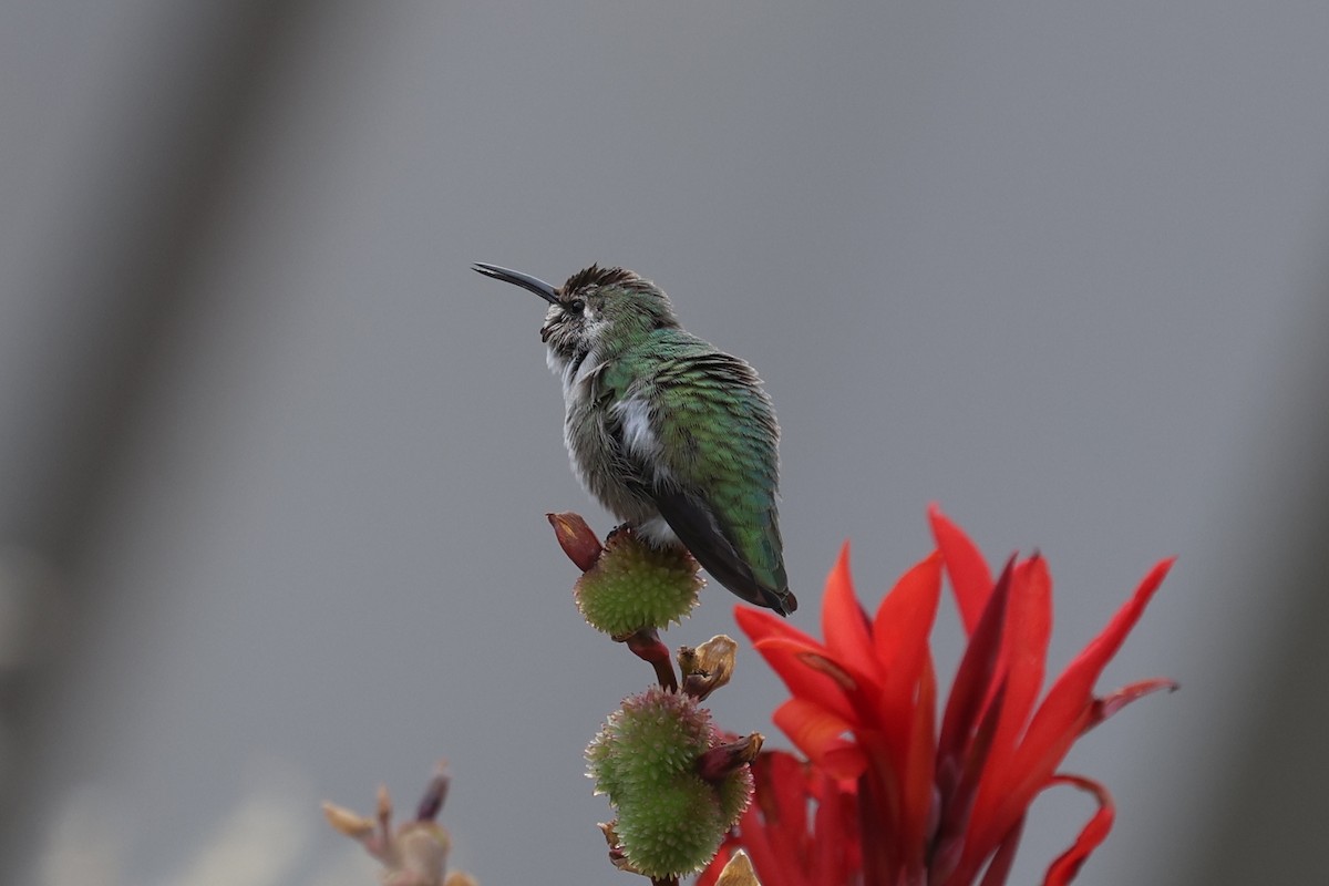 Colibri de Costa - ML644501697