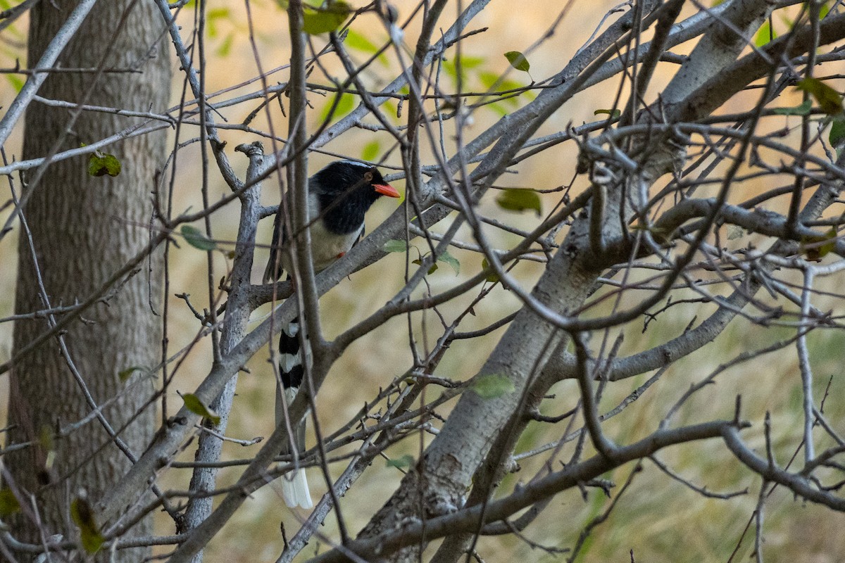 Red-billed Blue-Magpie - ML644501699