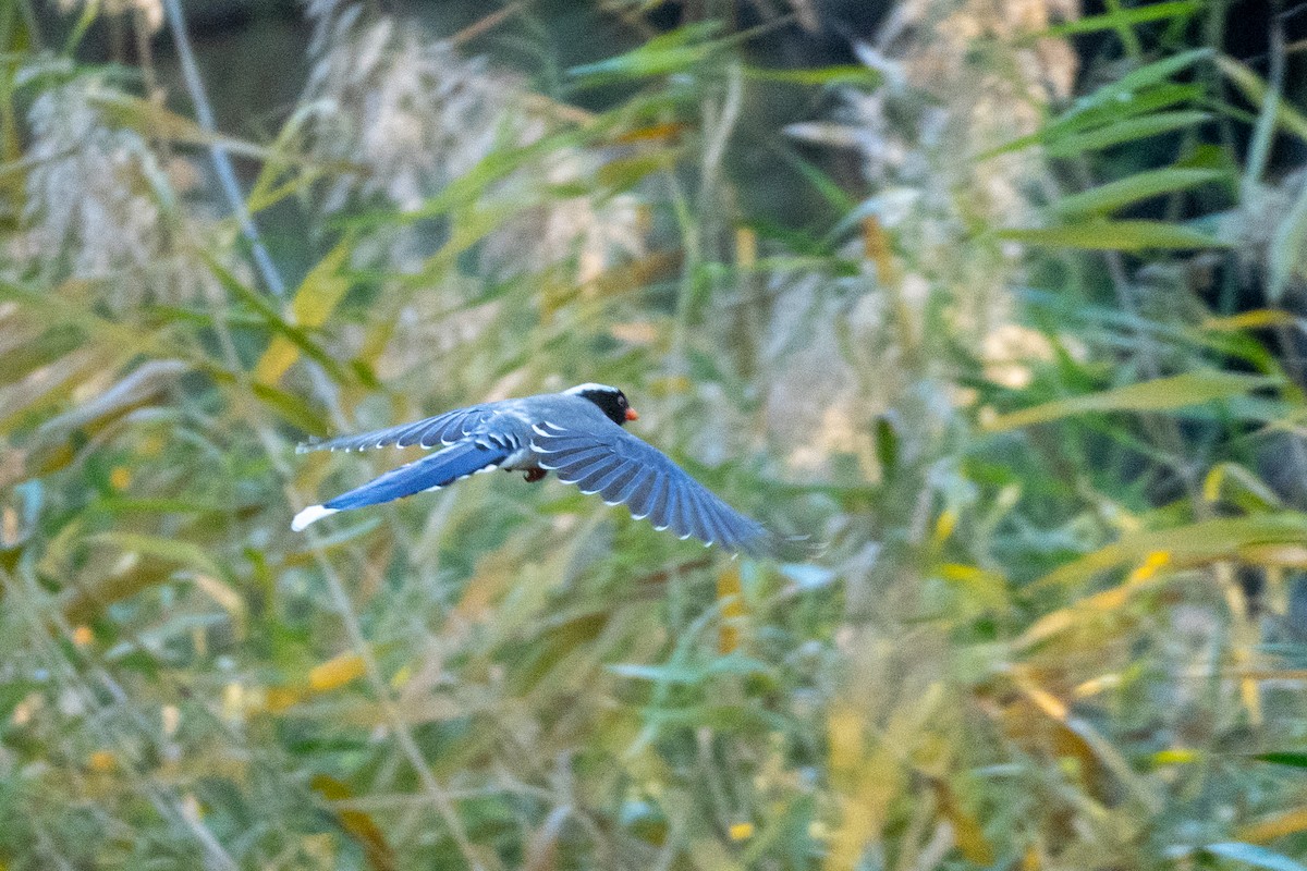 Red-billed Blue-Magpie - ML644501700