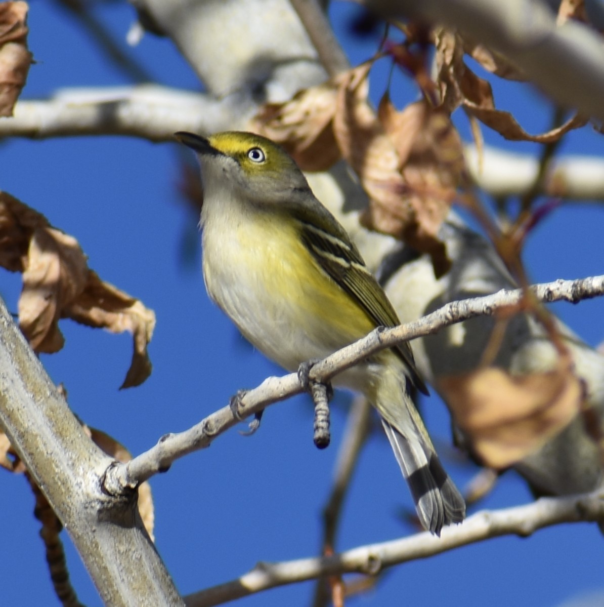 White-eyed Vireo - ML644501701
