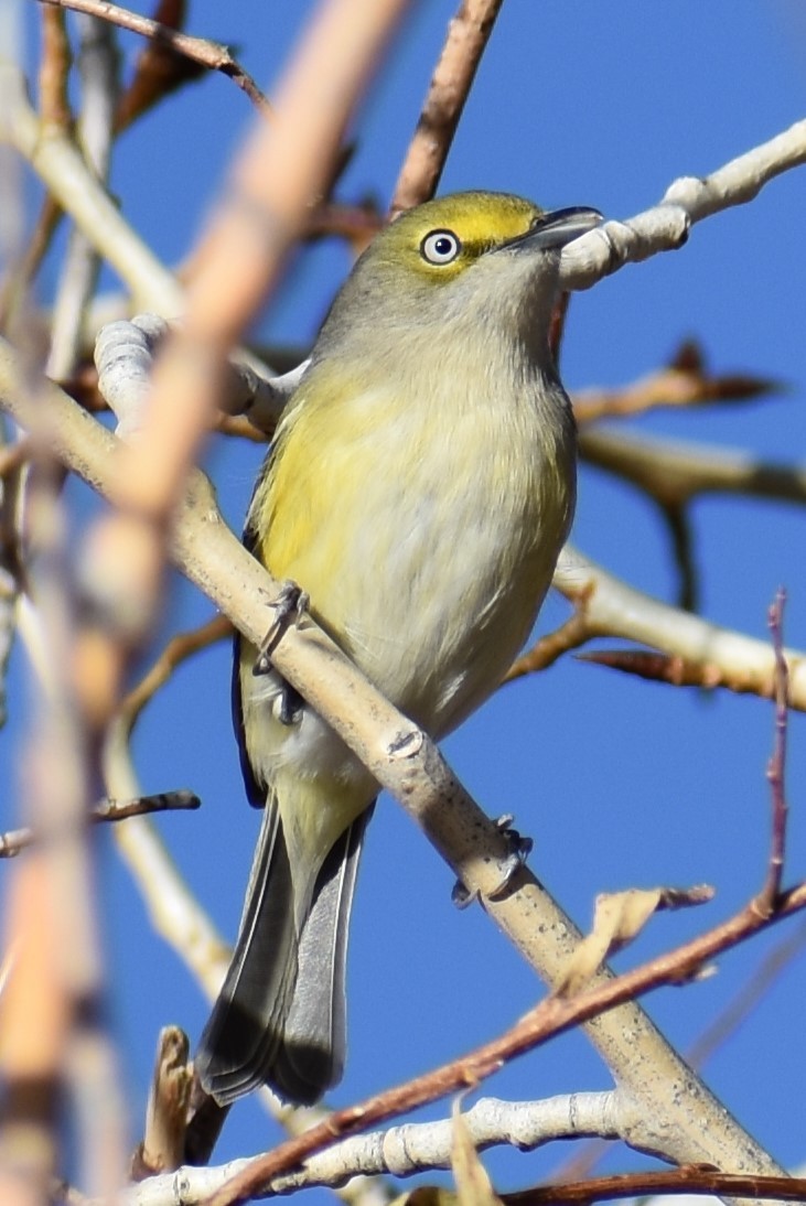 White-eyed Vireo - ML644501702
