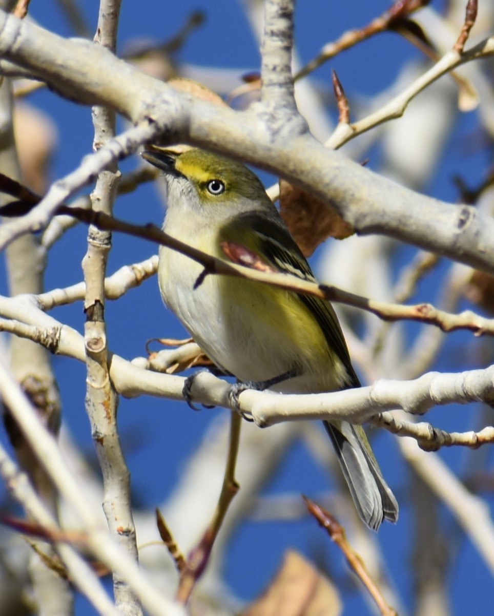 White-eyed Vireo - ML644501703