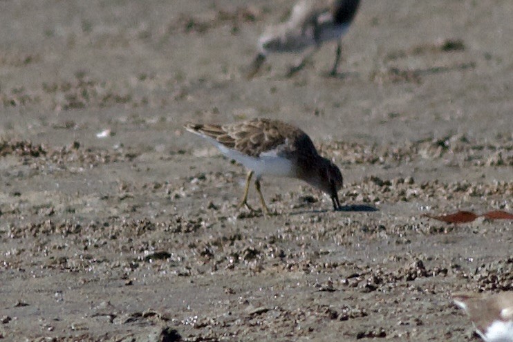 アメリカヒバリシギ - ML644501705