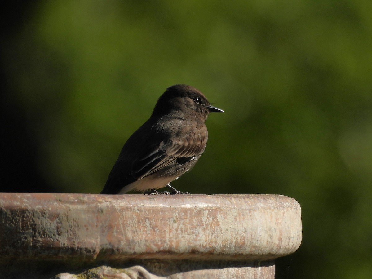 Black Phoebe - ML644501706