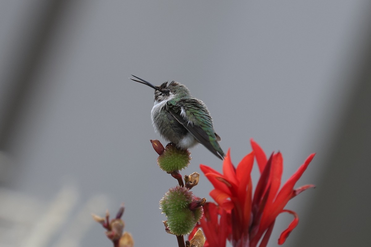 Colibri de Costa - ML644501715