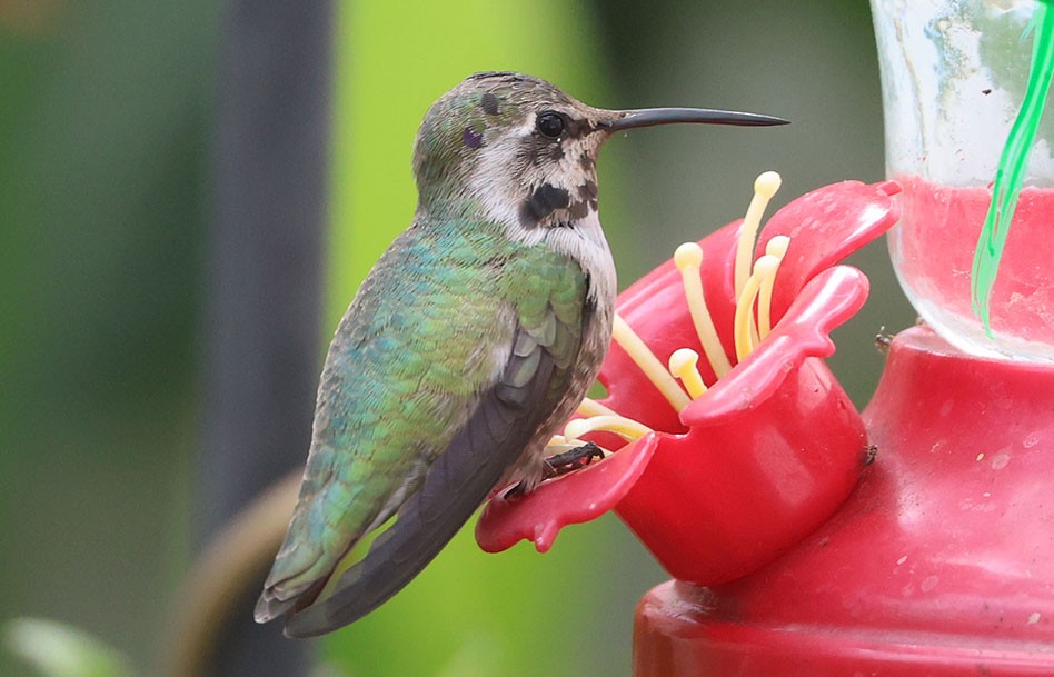 Colibri de Costa - ML644501724