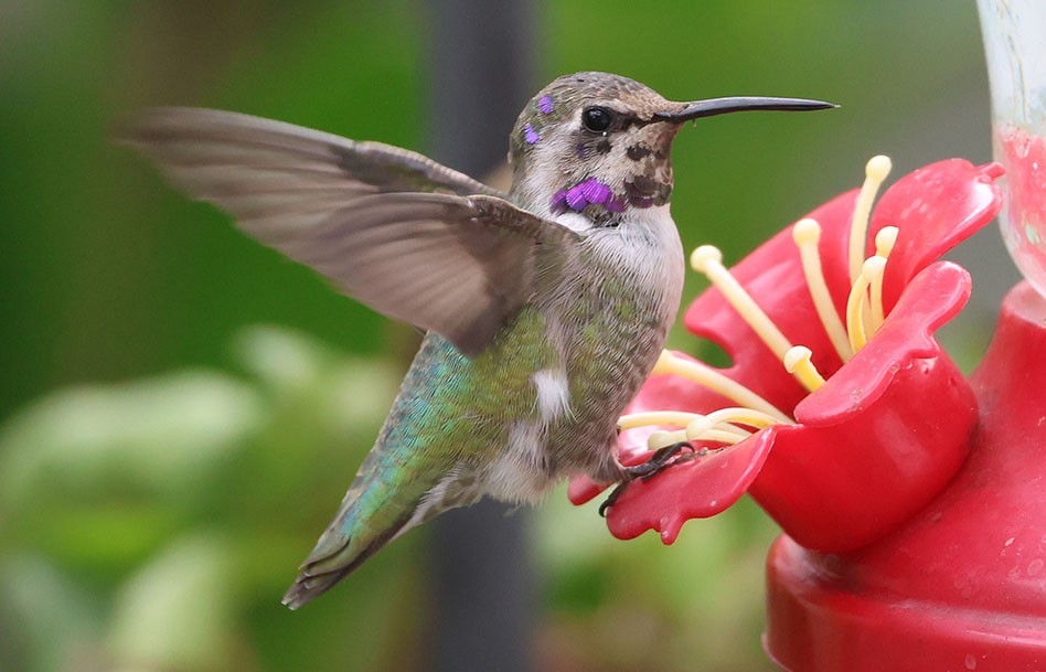 Colibri de Costa - ML644501726