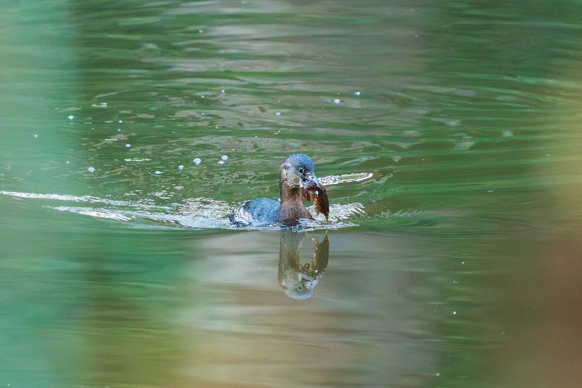 Pied-billed Grebe - ML644501728