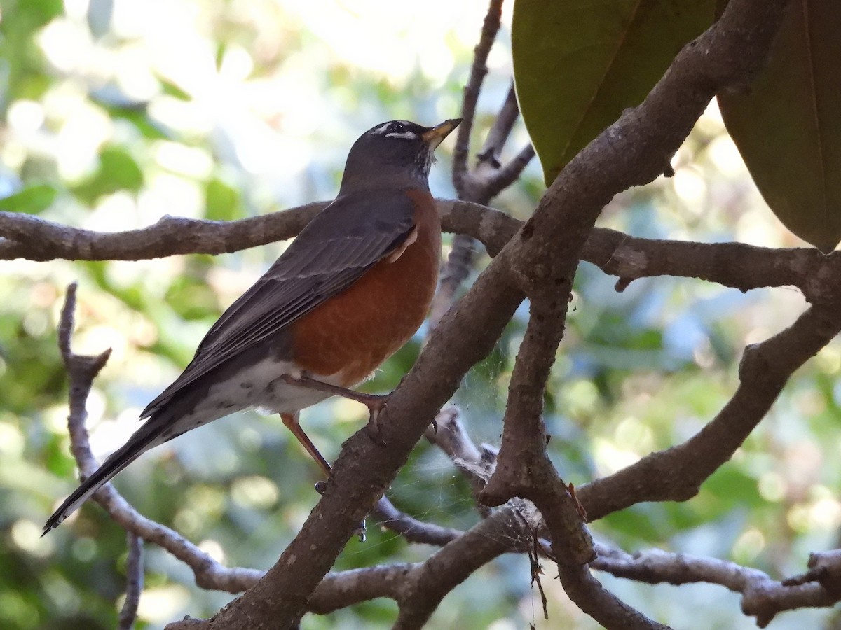 Merle d'Amérique - ML644501735