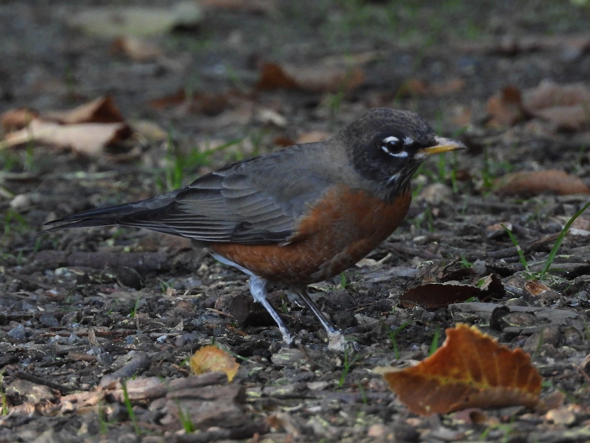 Merle d'Amérique - ML644501740