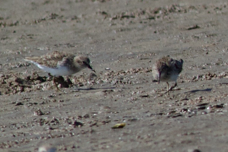 アメリカヒバリシギ - ML644501741