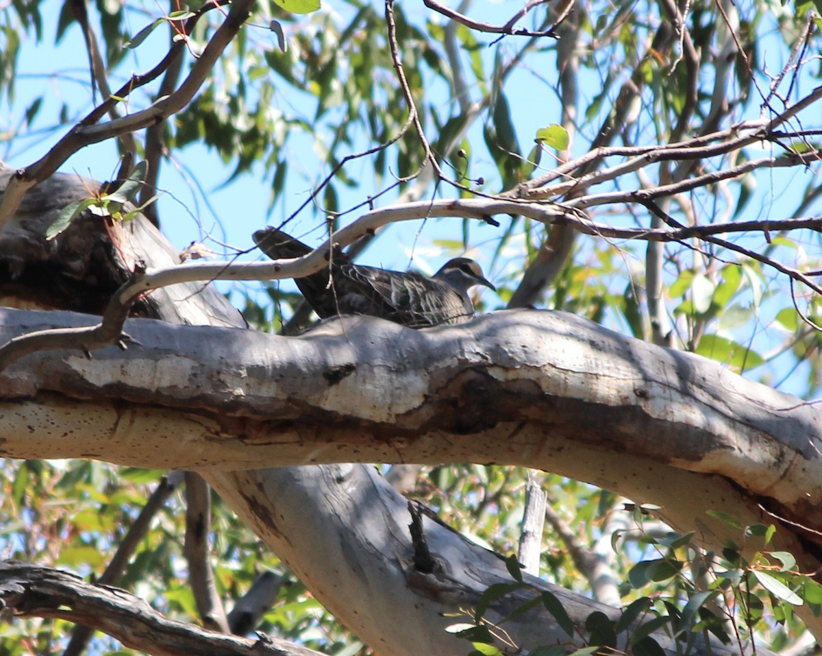 skogglansdue - ML644501742