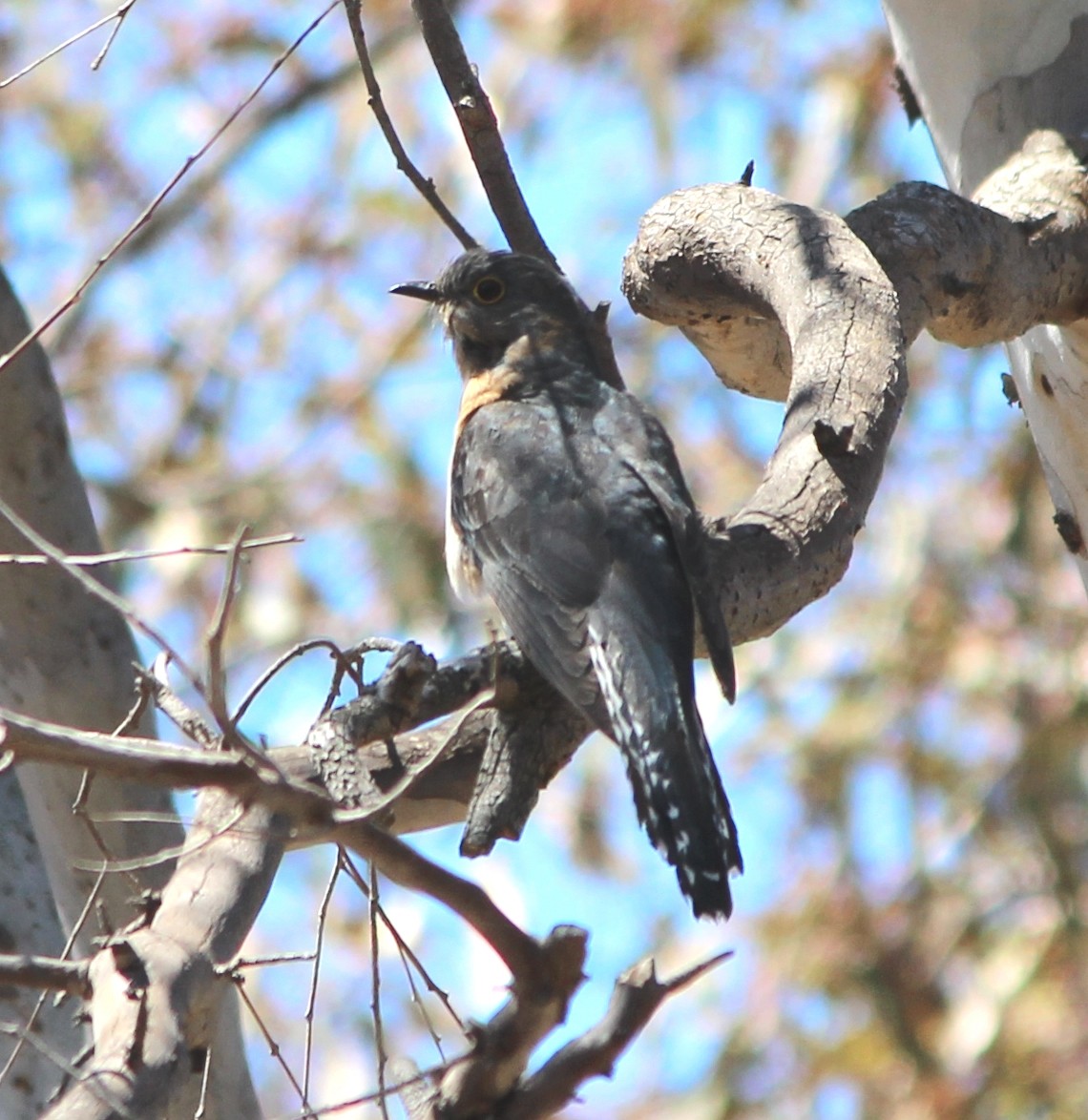 kilestjertgjøk - ML644501745