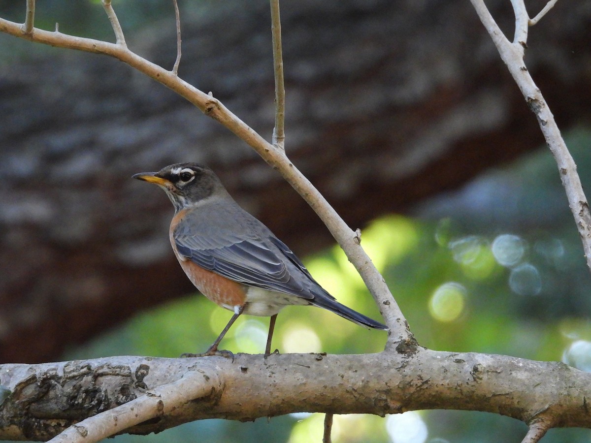 Merle d'Amérique - ML644501753