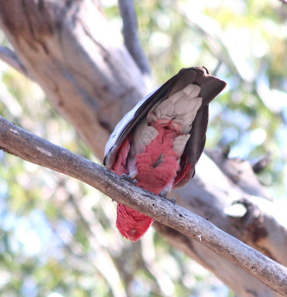 rosenkakadu - ML644501754